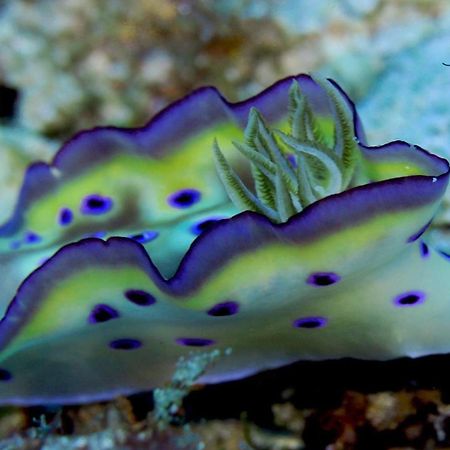 Tabari Dive Lodge Pulau Mansuar Zewnętrze zdjęcie