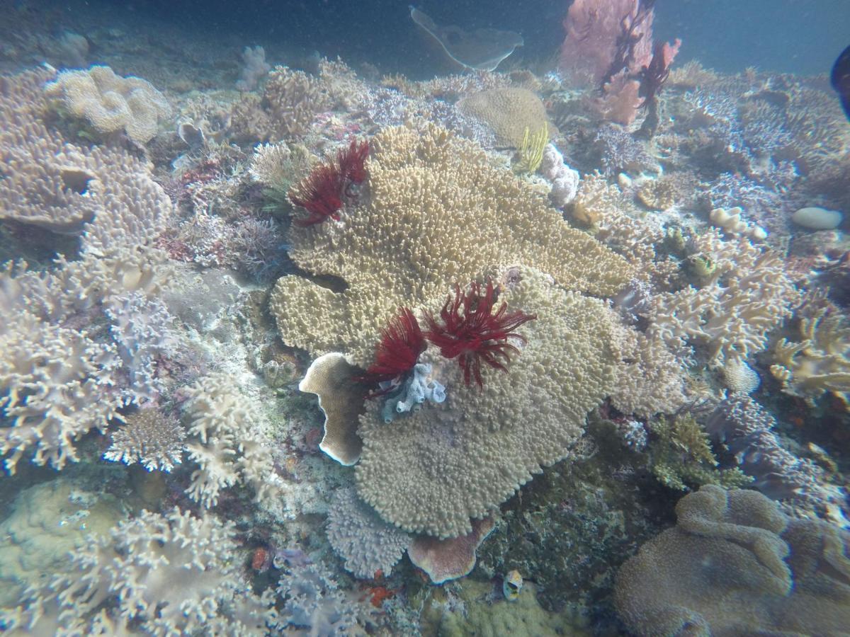 Tabari Dive Lodge Pulau Mansuar Zewnętrze zdjęcie