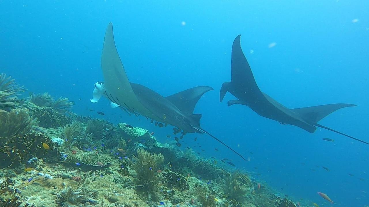 Tabari Dive Lodge Pulau Mansuar Zewnętrze zdjęcie