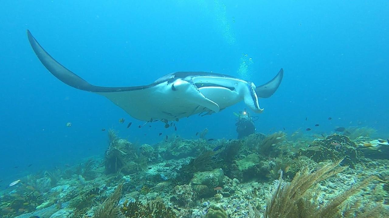 Tabari Dive Lodge Pulau Mansuar Zewnętrze zdjęcie