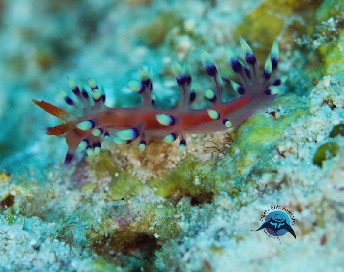 Tabari Dive Lodge Pulau Mansuar Zewnętrze zdjęcie