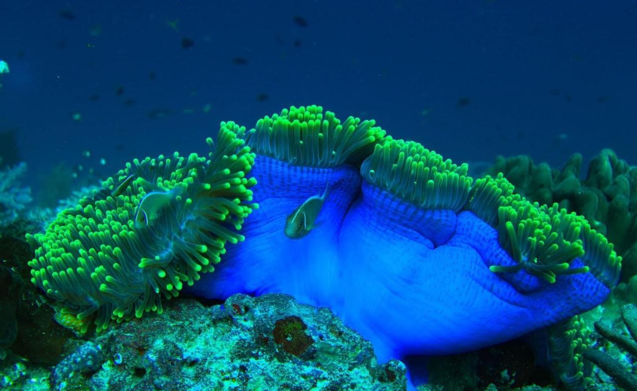Tabari Dive Lodge Pulau Mansuar Zewnętrze zdjęcie