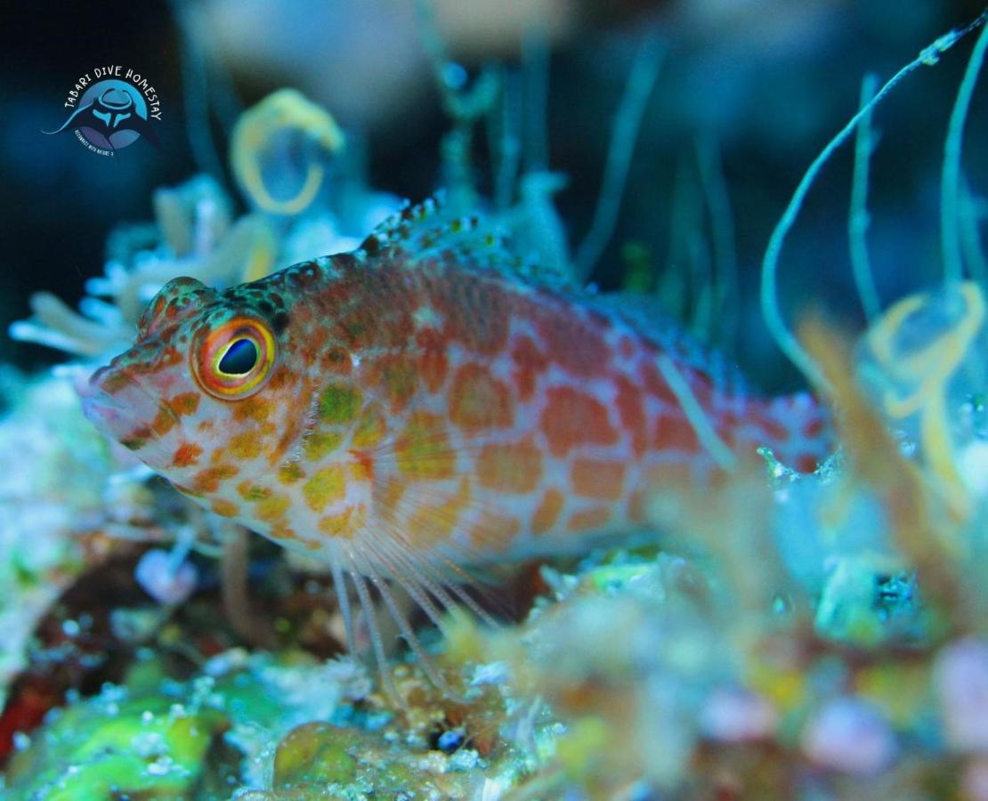 Tabari Dive Lodge Pulau Mansuar Zewnętrze zdjęcie