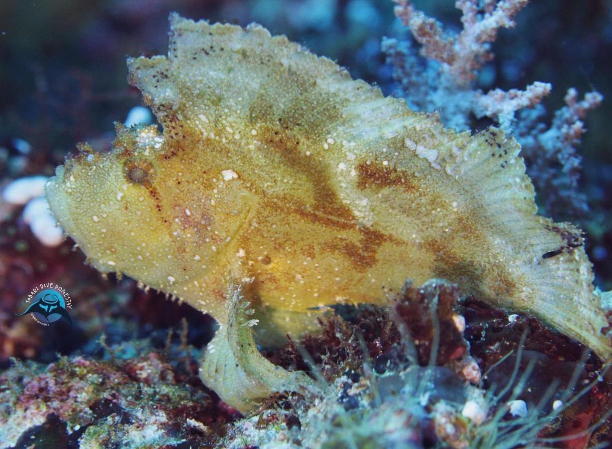 Tabari Dive Lodge Pulau Mansuar Zewnętrze zdjęcie