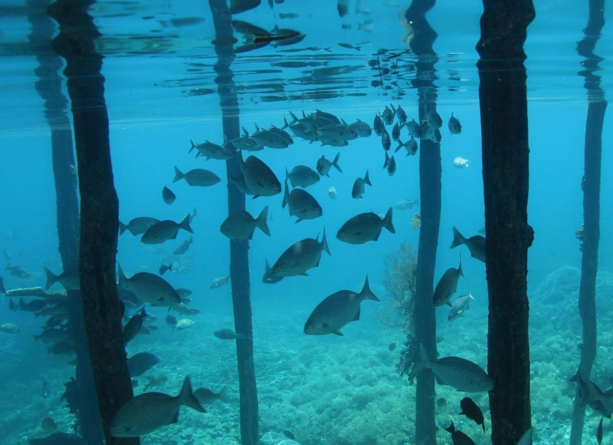 Tabari Dive Lodge Pulau Mansuar Zewnętrze zdjęcie