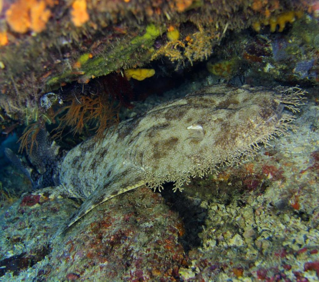 Tabari Dive Lodge Pulau Mansuar Zewnętrze zdjęcie