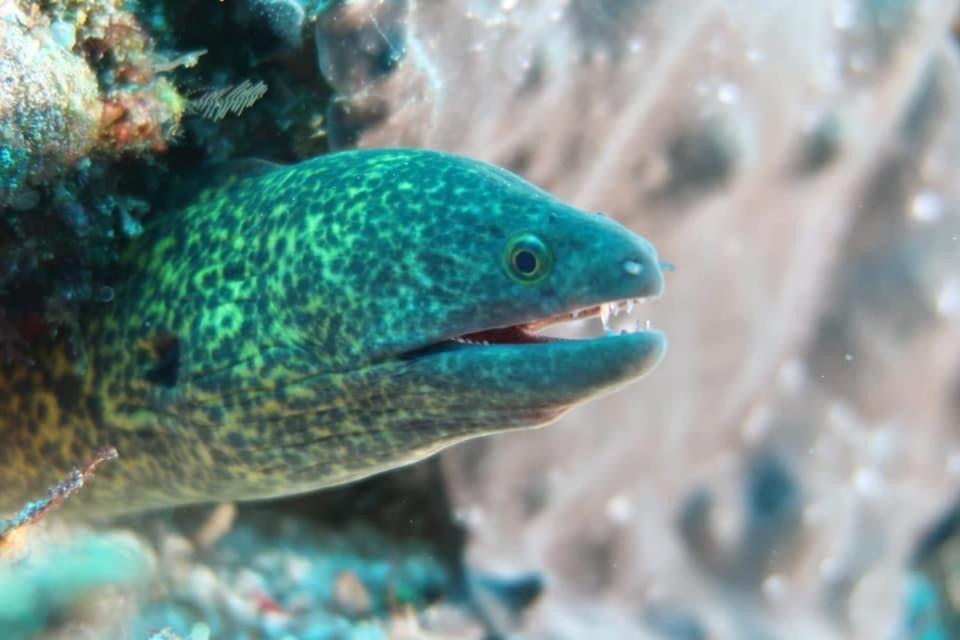 Tabari Dive Lodge Pulau Mansuar Zewnętrze zdjęcie