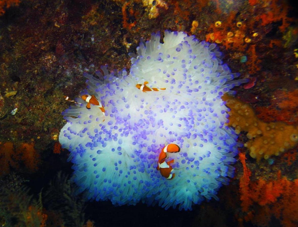 Tabari Dive Lodge Pulau Mansuar Zewnętrze zdjęcie