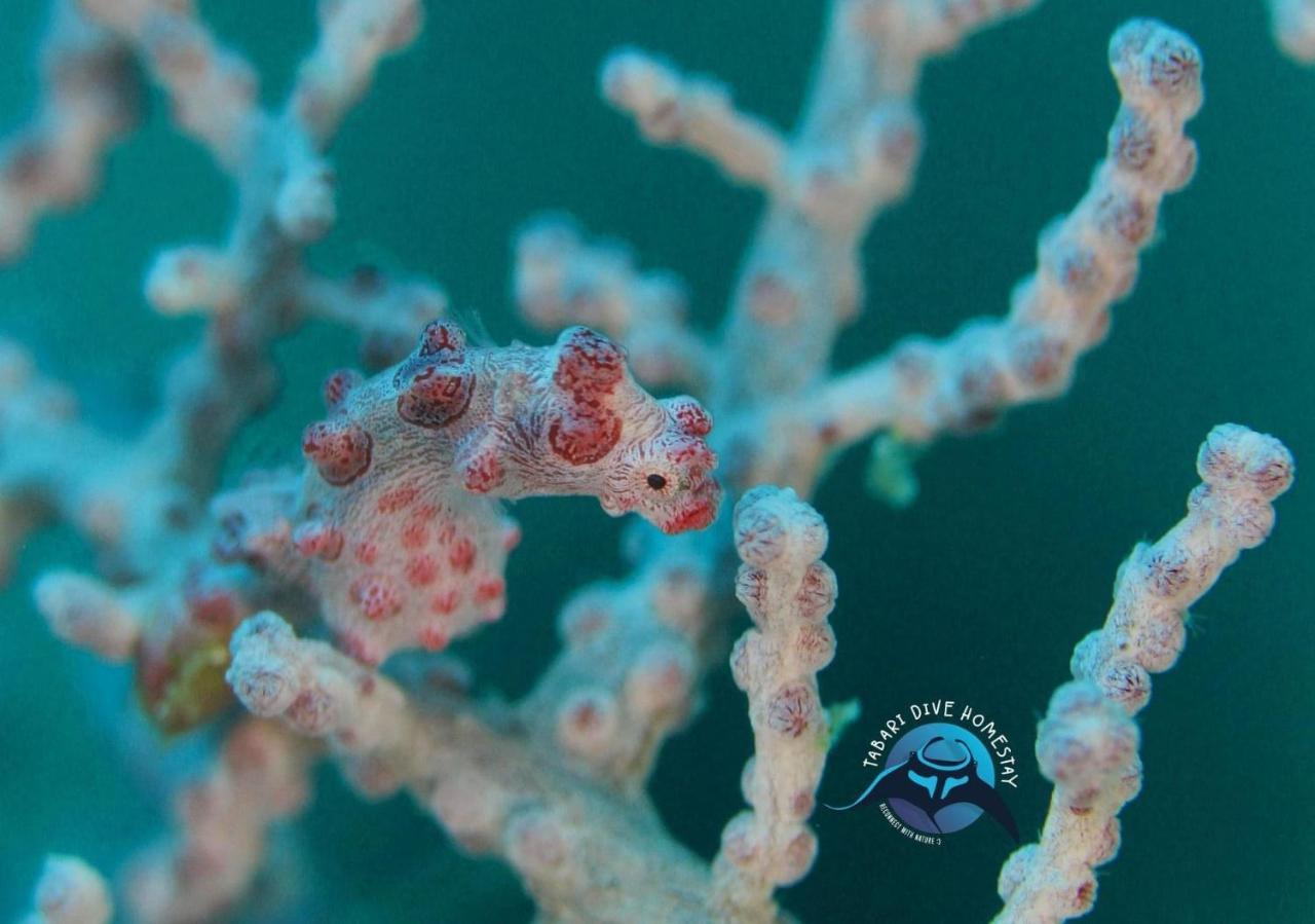 Tabari Dive Lodge Pulau Mansuar Zewnętrze zdjęcie