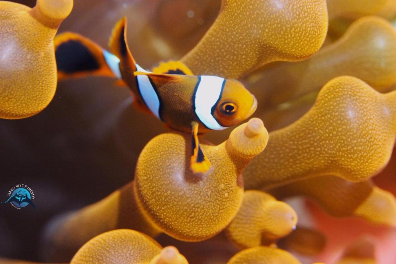 Tabari Dive Lodge Pulau Mansuar Zewnętrze zdjęcie