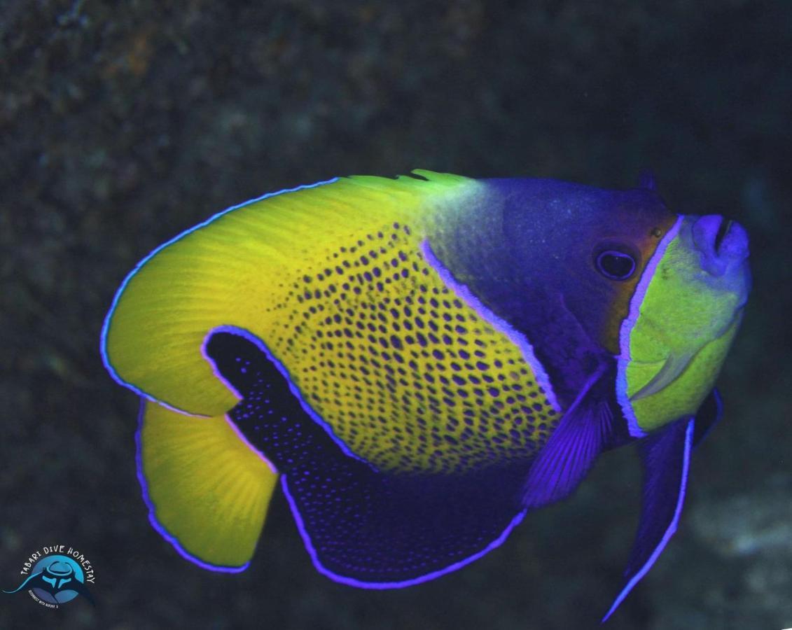 Tabari Dive Lodge Pulau Mansuar Zewnętrze zdjęcie
