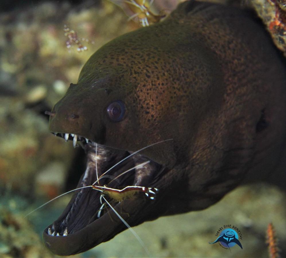 Tabari Dive Lodge Pulau Mansuar Zewnętrze zdjęcie