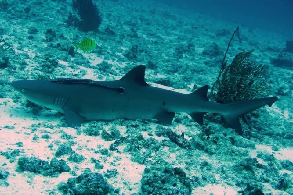 Tabari Dive Lodge Pulau Mansuar Zewnętrze zdjęcie