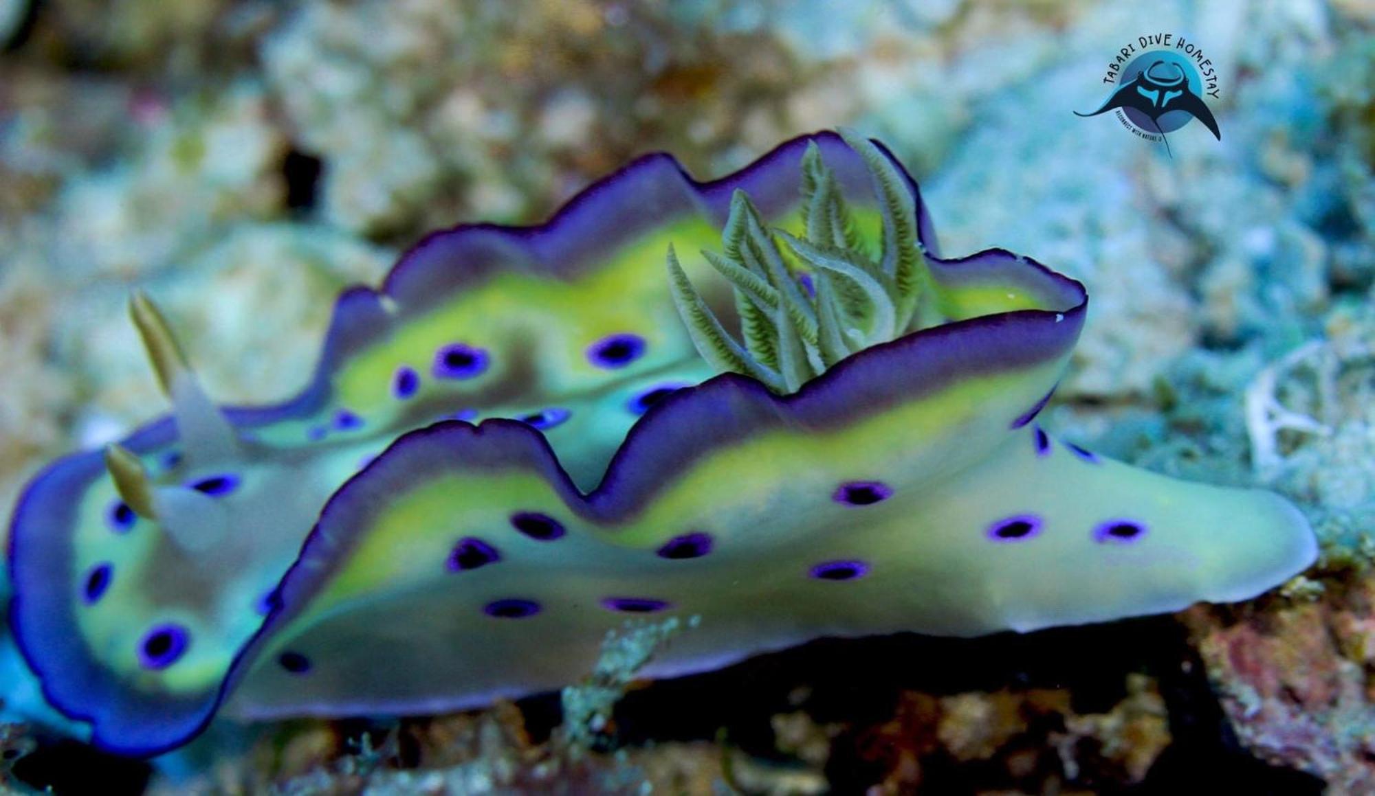 Tabari Dive Lodge Pulau Mansuar Zewnętrze zdjęcie