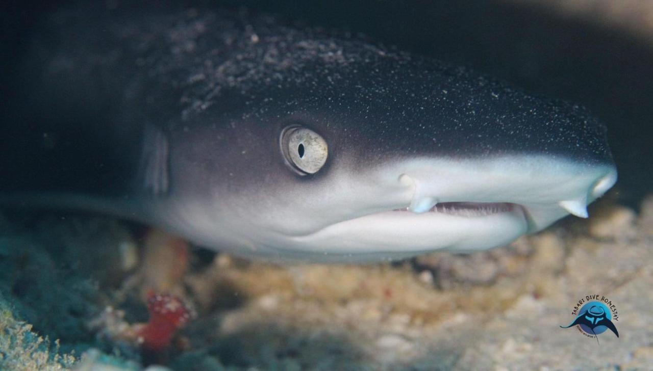 Tabari Dive Lodge Pulau Mansuar Zewnętrze zdjęcie