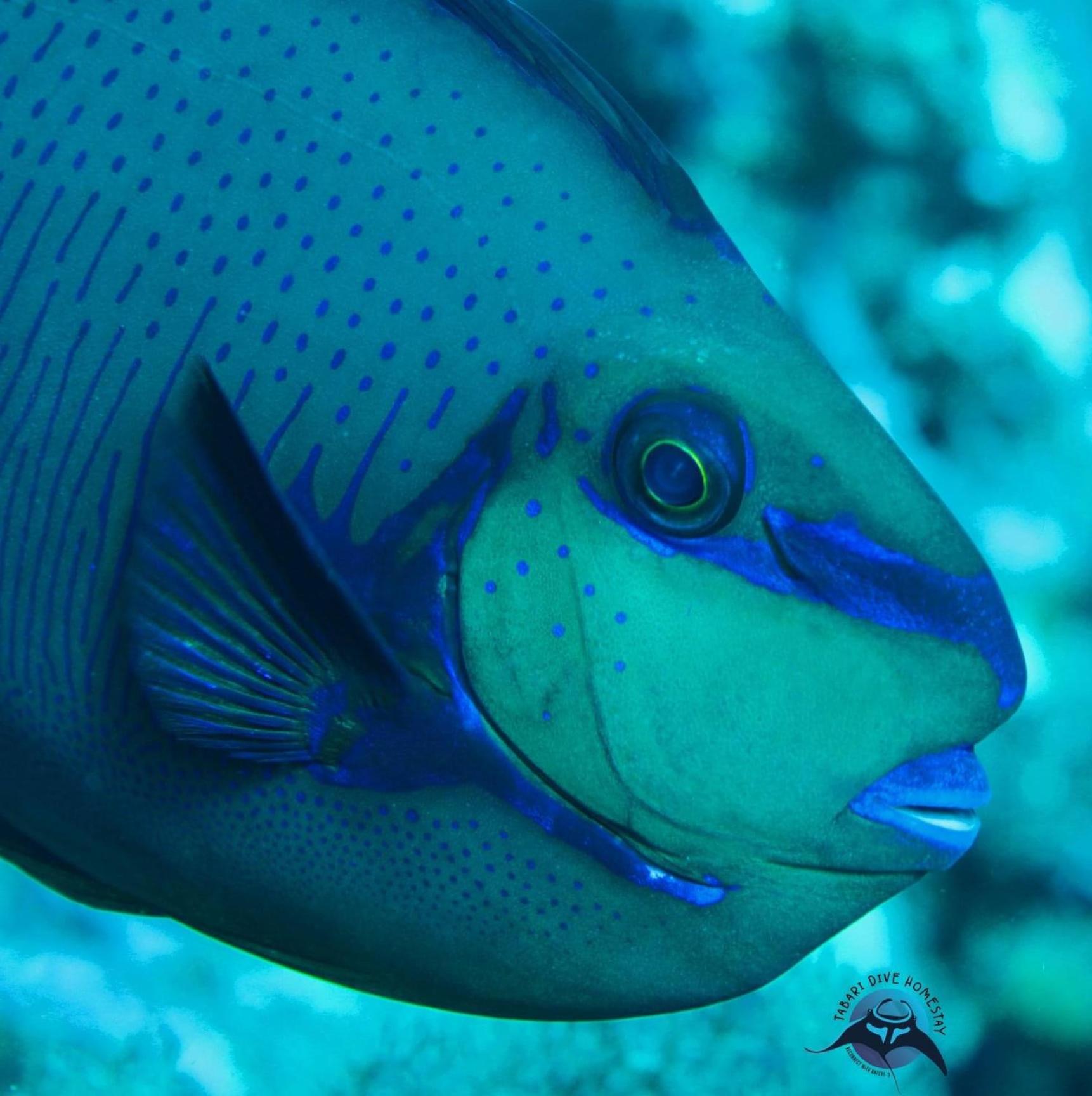 Tabari Dive Lodge Pulau Mansuar Zewnętrze zdjęcie