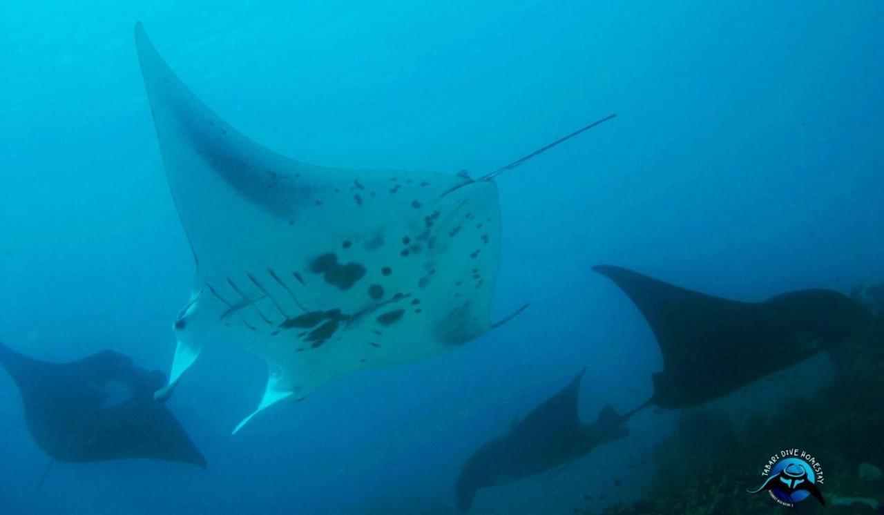 Tabari Dive Lodge Pulau Mansuar Zewnętrze zdjęcie