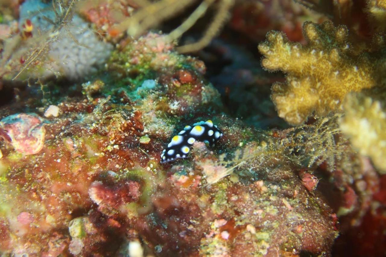 Tabari Dive Lodge Pulau Mansuar Zewnętrze zdjęcie
